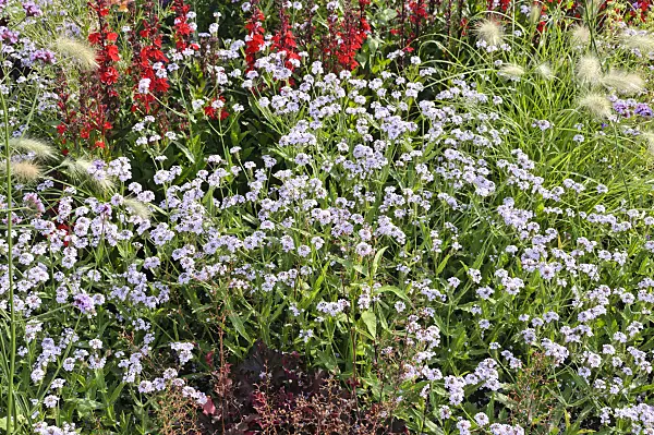 487064 - Tuberous vervain (Verbena rigida 'Polaris')