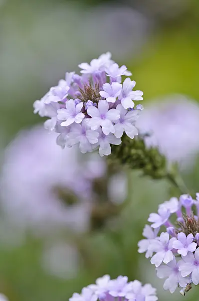 524047 - Tuberous vervain (Verbena rigida 'Polaris')