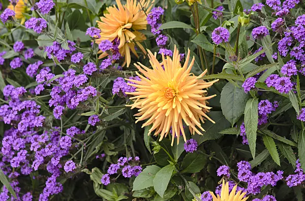 536120 - Tuberous vervain (Verbena rigida 'Santos') and dahlia (Dahlia)