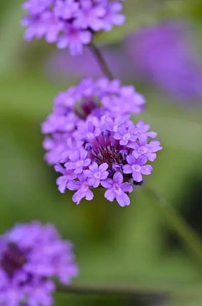 524074 - Tuberous vervain (Verbena rigida 'Venosa')
