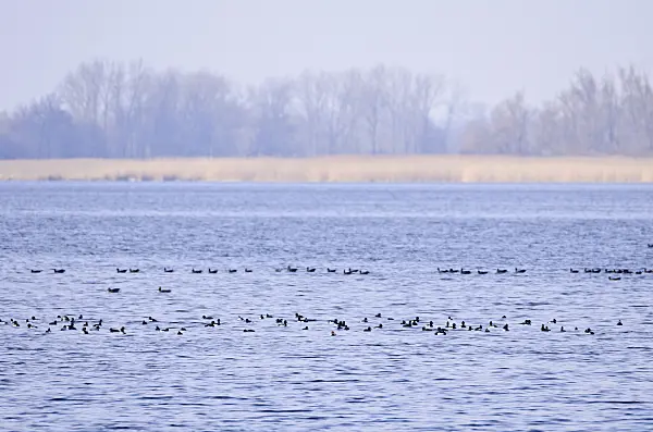 554003 - Tufted ducks (Aythya fuligula), Gülper See Nature Reserve, Germany