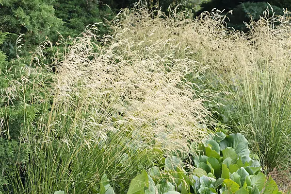 486146 - Tufted hair grass (Deschampsia cespitosa)