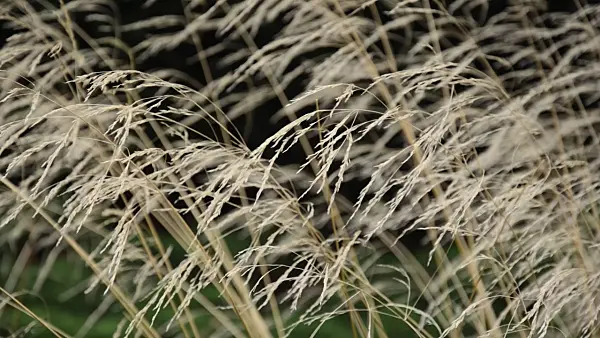 499129 - Tufted hair grass (Deschampsia cespitosa)