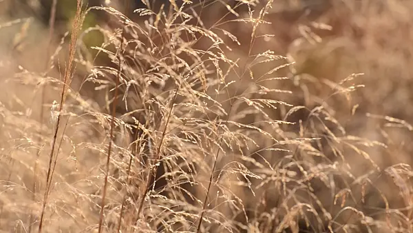 502055 - Tufted hair grass (Deschampsia cespitosa)
