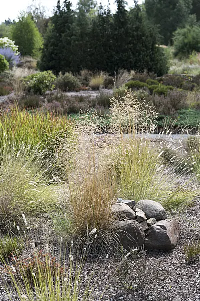 616385 - Tufted hair grass (Deschampsia cespitosa)