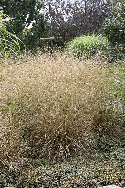 616383 - Tufted hair grass (Deschampsia cespitosa 'Goldschleier')