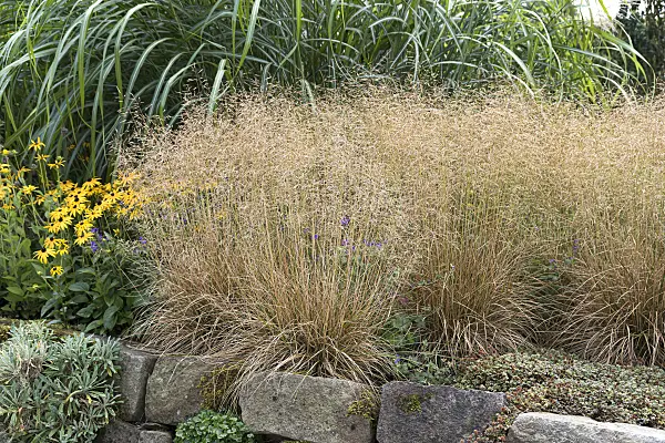 616384 - Tufted hair grass (Deschampsia cespitosa 'Goldschleier')
