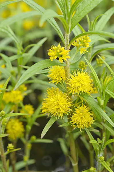 472276 - Tufted loosestrife (Lysimachia thyrsiflora)