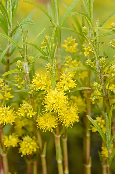 545045 - Tufted loosestrife (Lysimachia thyrsiflora)