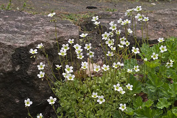 570044 - Tufted saxifrage (Saxifraga cespitosa)
