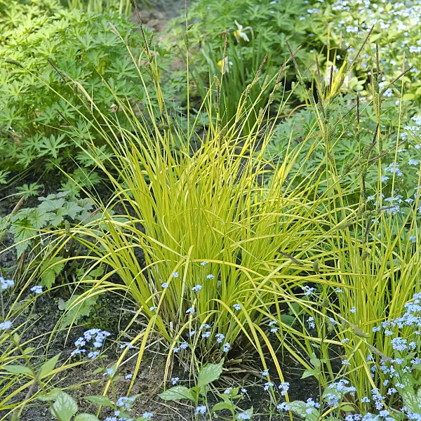 502130 - Tufted sedge (Carex elata 'Aurea')