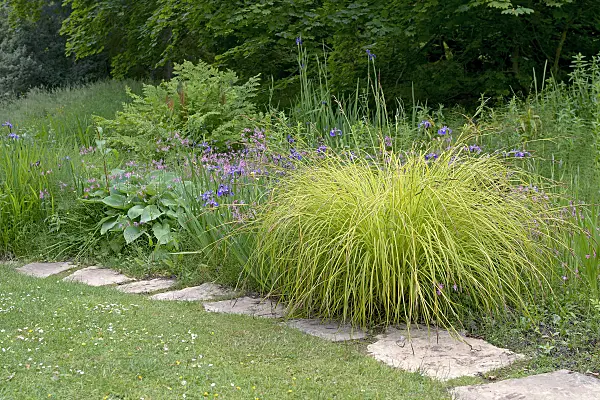 547101 - Tufted sedge (Carex elata 'Aurea')