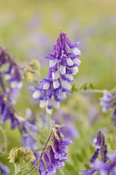 509001 - Tufted vetch (Vicia cracca)