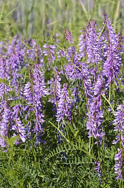 521031 - Tufted vetch (Vicia cracca)