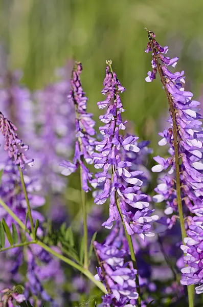 521032 - Tufted vetch (Vicia cracca)