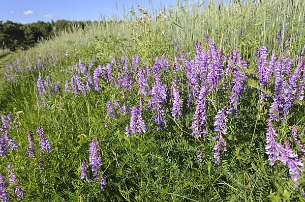 521033 - Tufted vetch (Vicia cracca)