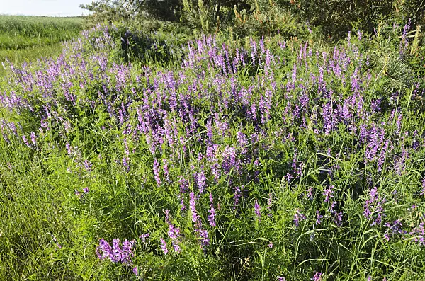 521034 - Tufted vetch (Vicia cracca)