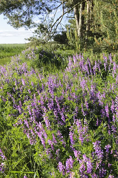 521035 - Tufted vetch (Vicia cracca)