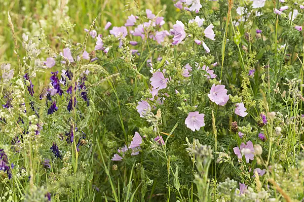509087 - Tufted vetch (Vicia cracca) and musk mallow (Malva moschata)