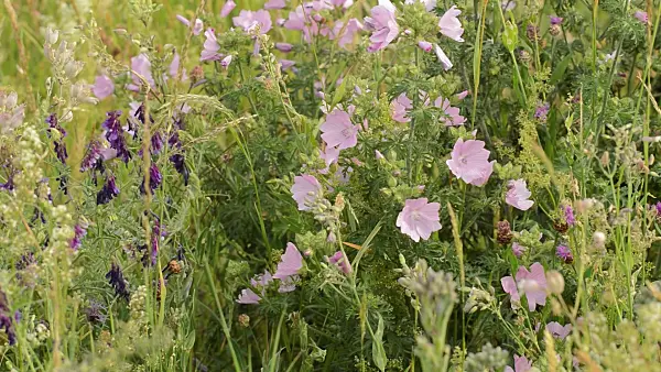 509094 - Tufted vetch (Vicia cracca) and musk mallow (Malva moschata)