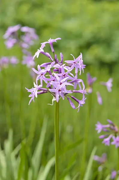 533255 - Tulbaghia ludwigiana