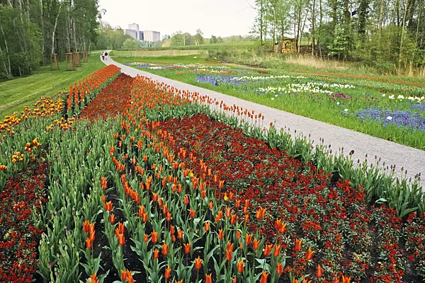 390015 - Tulip field