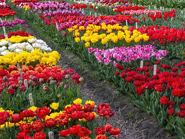 401042 - Tulip field, Noordwijk, Netherlands