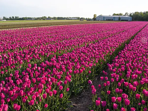 401099 - Tulip field, Noordwijk, Netherlands