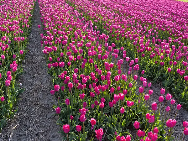401100 - Tulip field, Noordwijk, Netherlands