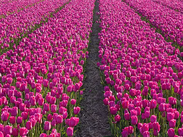 401101 - Tulip field, Noordwijk, Netherlands