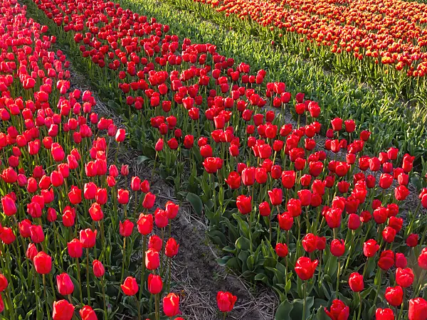 401102 - Tulip field, Noordwijk, Netherlands