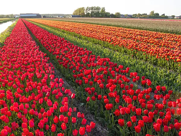 401103 - Tulip field, Noordwijk, Netherlands