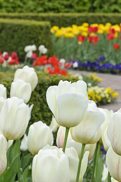 471189 - Tulip garden