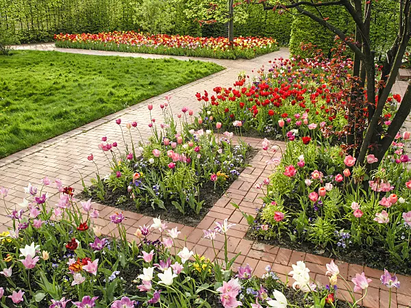 425007 - Tulip garden, Britzer Garten, Berlin, Germany