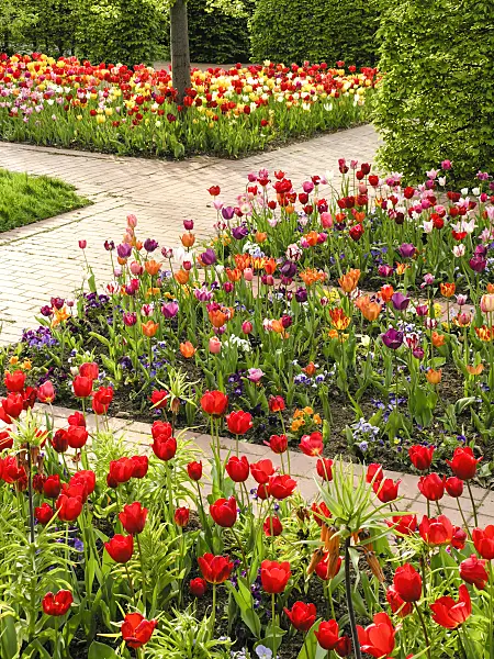 425008 - Tulip garden, Britzer Garten, Berlin, Germany