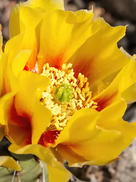 438282 - Tulip prickly pear (Opuntia phaeacantha var. camanchica)