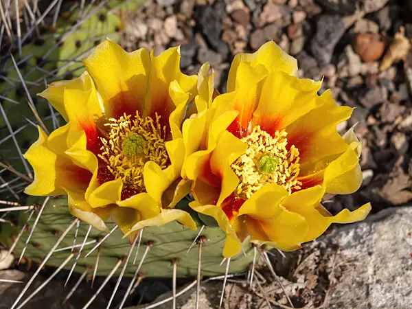 438283 - Tulip prickly pear (Opuntia phaeacantha var. camanchica)