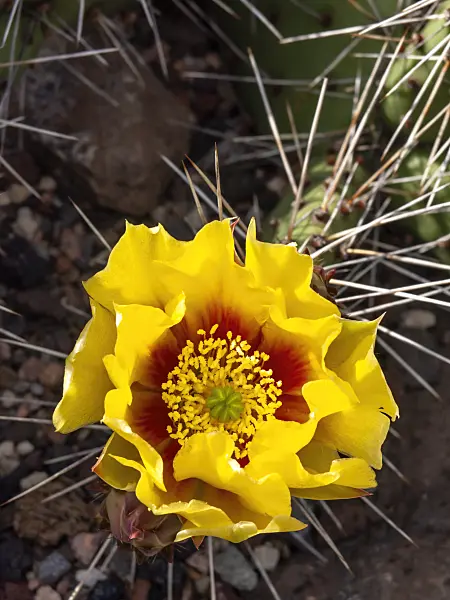 426194 - Tulip prickly pear (Opuntia phaeacantha var. camanchica 'Longispina')