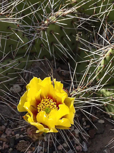 426195 - Tulip prickly pear (Opuntia phaeacantha var. camanchica 'Longispina')