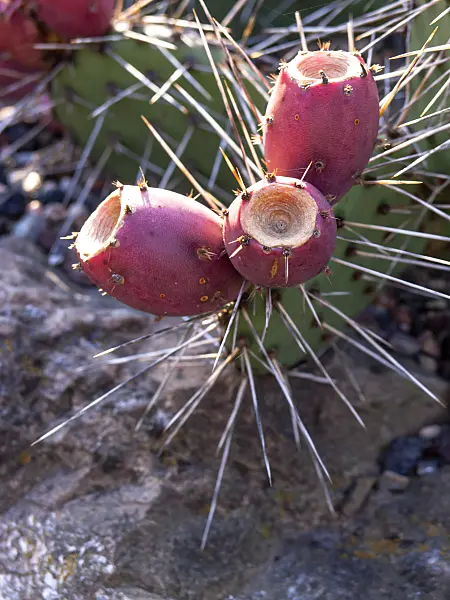 430137 - Tulip prickly pear (Opuntia phaeacantha var. camanchica 'Longispina')