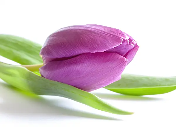 433053 - Tulip (Tulipa)