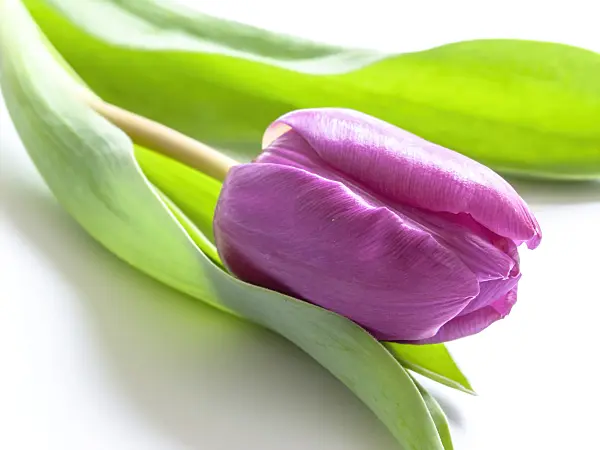 433055 - Tulip (Tulipa)