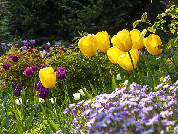 437203 - Tulip (Tulipa)