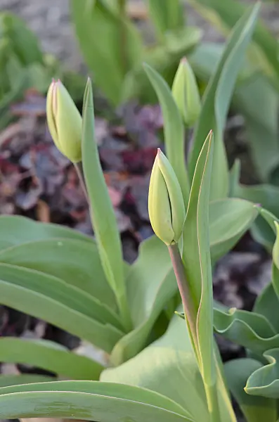 531005 - Tulip (Tulipa)