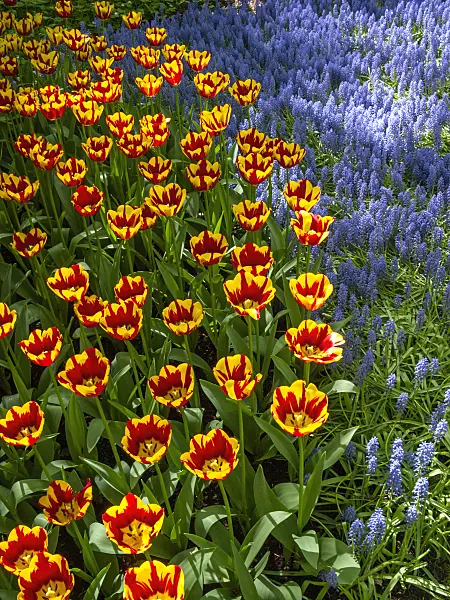 401012 - Tulip (Tulipa) and grape hyacinth (Muscari)