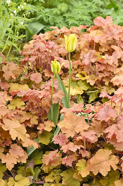 556024 - Tulip (Tulipa) and hairy alumroot (Heuchera villosa 'Caramel')