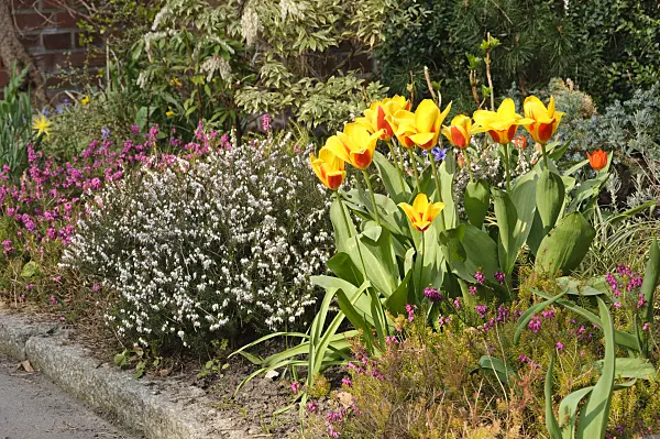471051 - Tulip (Tulipa) and winter heather (Erica carnea syn. Erica herbacea)