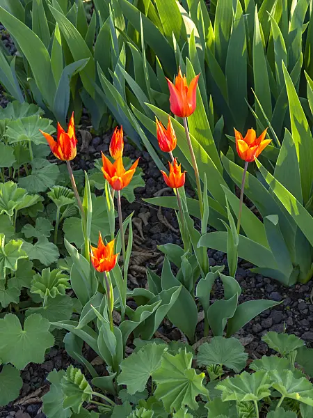 437155 - Tulip (Tulipa hybr.)