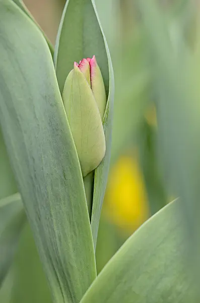 519171 - Tulip (Tulipa) with flower tips