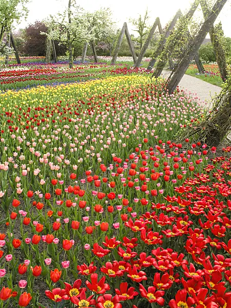 425013 - Tulipan, Britzer Garten, Berlin, Germany